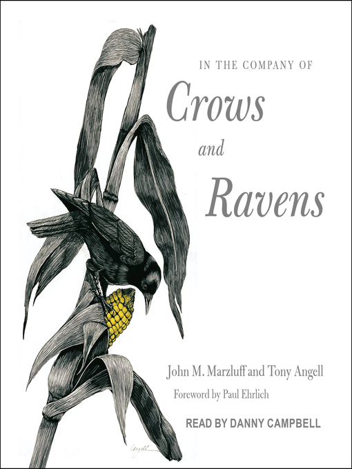 in the company of crows and ravens by john m marzluff